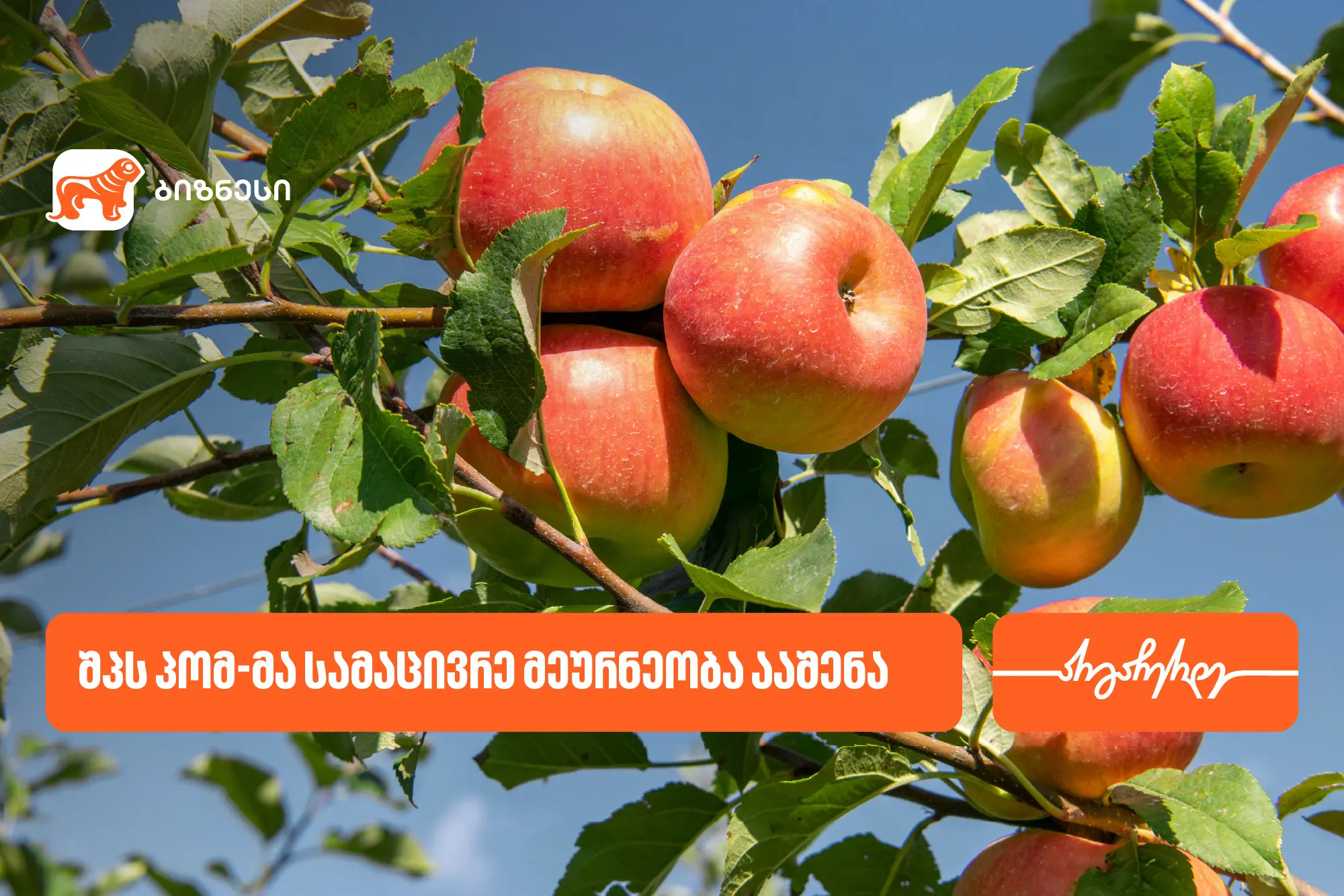 საქართველოს ბანკის მხარდაჭერით, შპს პომ-მა სამაცივრე მეურნეობა ააშენა