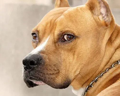 В Грузии объявлен мораторий на разведение нескольких пород собак