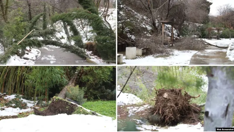Ботанический сад в Тбилиси закрыт из-за повреждений, вызванных снегопадом