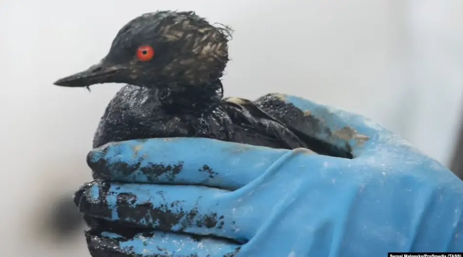 Более 800 птиц погибли и пострадали из-за выбросов в Черном море