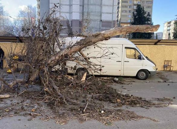 თბილისში ქარისგან მოგლეჯილი ხეები რამდენიმე ავტომობილს დაეცა