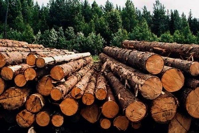 Древесину из Южной Осетии направят в Сирию и Иран
