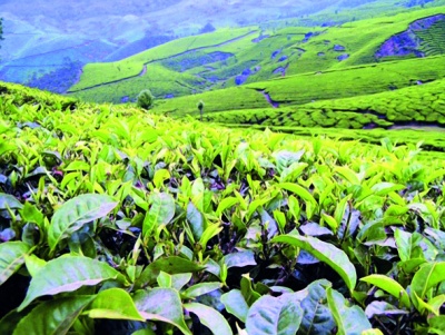 პროგრამაში „ქართული ჩაი“ სახელმწიფო დაფინანსების ოდენობები გაიზარდა